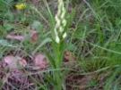 Cephalanthera longifolia